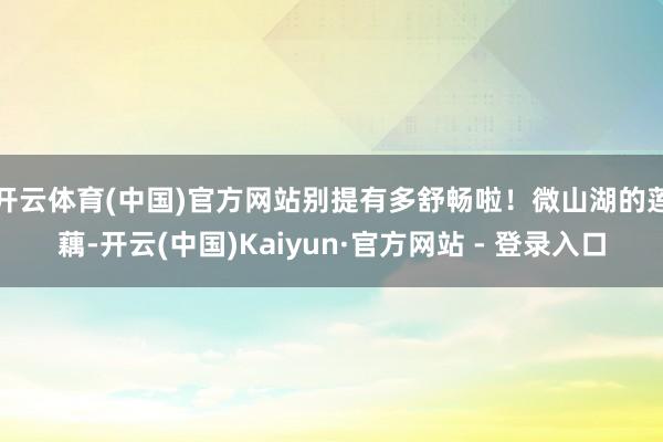 开云体育(中国)官方网站别提有多舒畅啦！　　微山湖的莲藕-开云(中国)Kaiyun·官方网站 - 登录入口